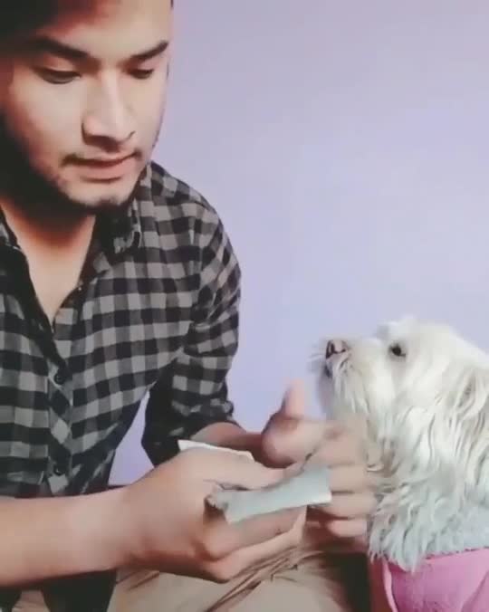 Funny Dog Videos 2020🤣 🐶 It's time to LAUGH with Dog's lif