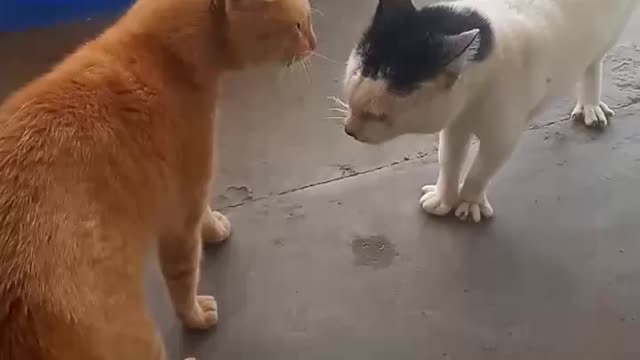 Cat talks and fight.