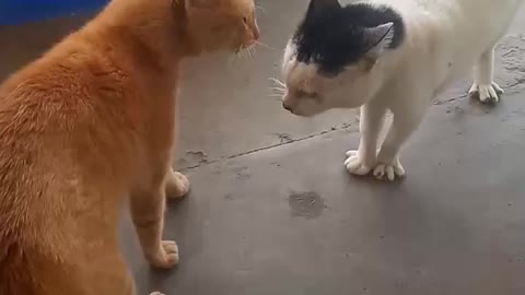 Cat talks and fight.