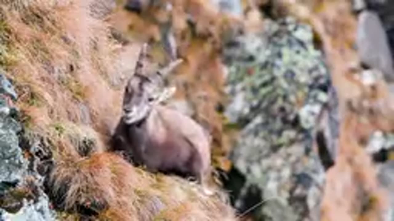 Eagle hunting mountain goat