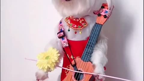 Watch me play the violin