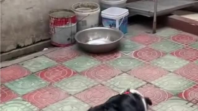 open door world best Funny lovely dog HD videos | we love dogs - 45