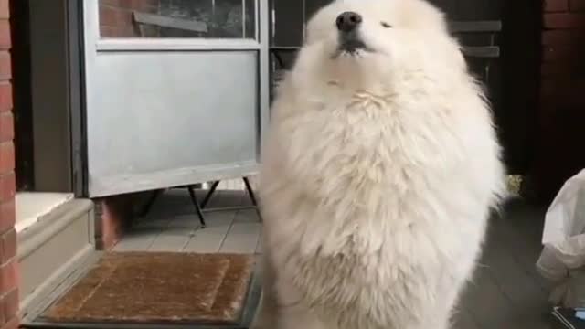A whining dog.