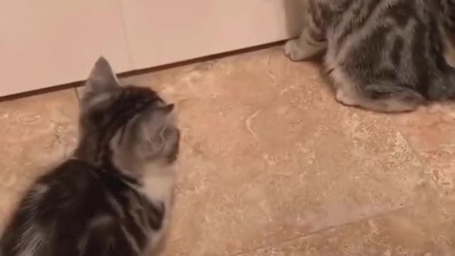 Showdown between tabby cats