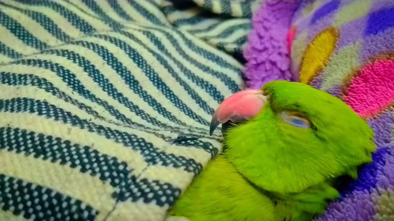 Baby parrot trying to sleep 🥱😴but her daddy's voice can't let her sleep😂