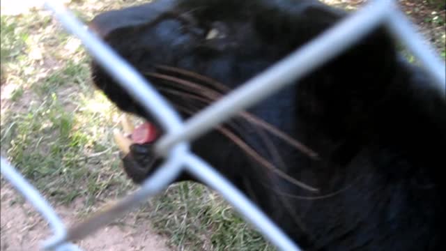 Black leopard makes funny stinky face