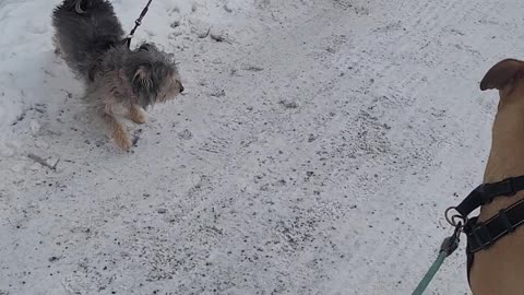 Funny video of my dogs (lily ,vispi, rosa)