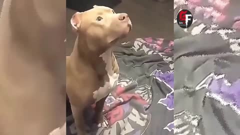 Pitbull Getting Scared Over nothing #funny #animals #pets Goto Fun