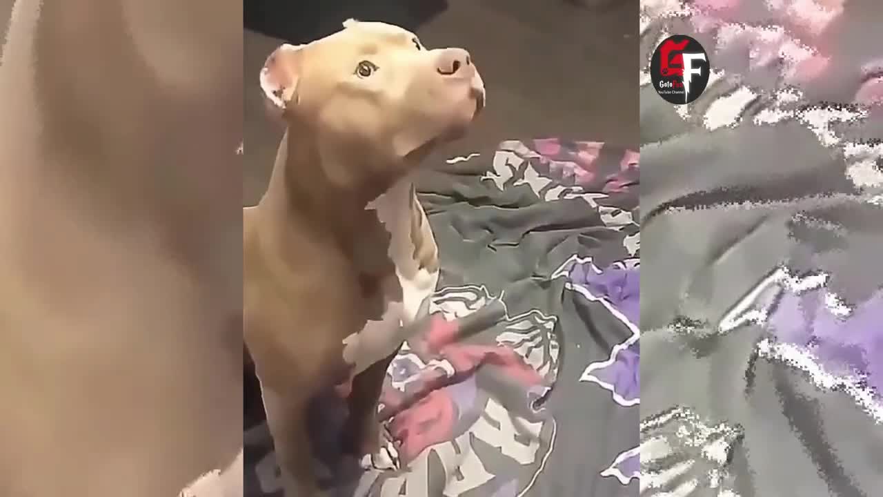 Pitbull Getting Scared Over nothing #funny #animals #pets Goto Fun