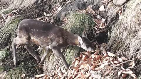 Siberian Kaborga