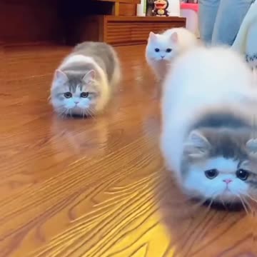 Cute and Funny Cat #11