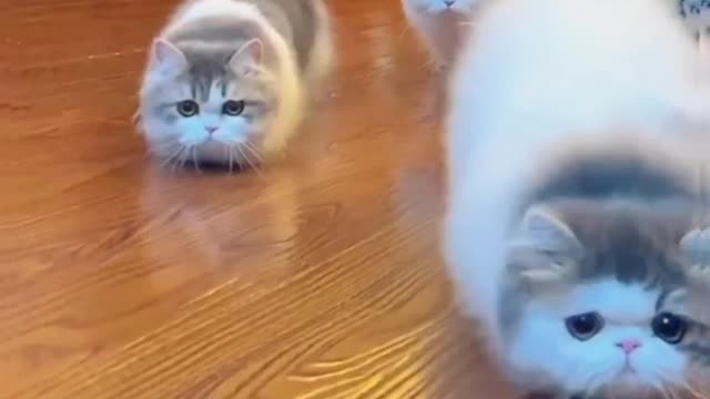 Cute and Funny Cat #11