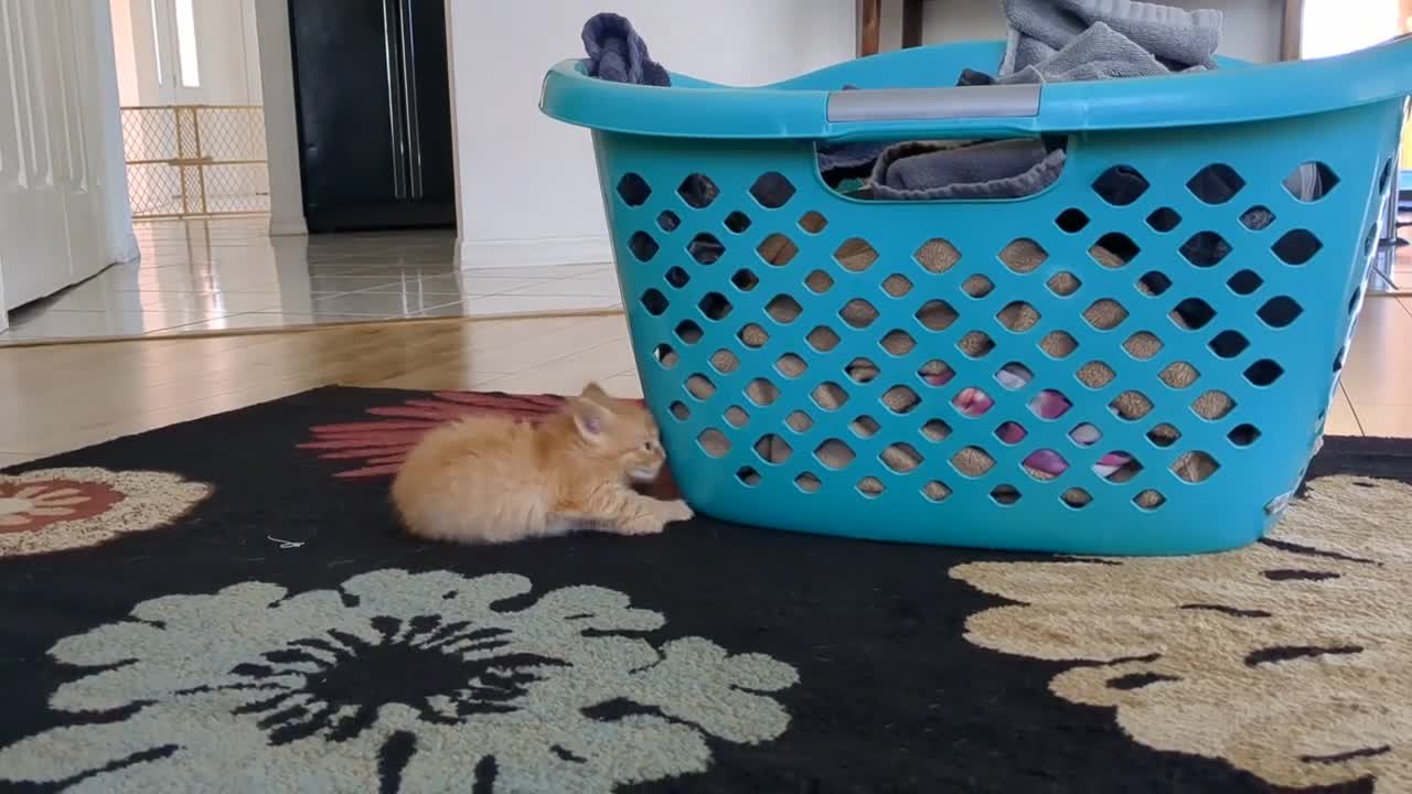 funny little kitten running and playing