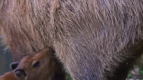 Life is better with a Capybara!