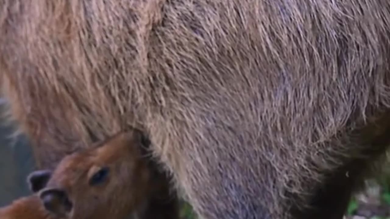 Life is better with a Capybara!