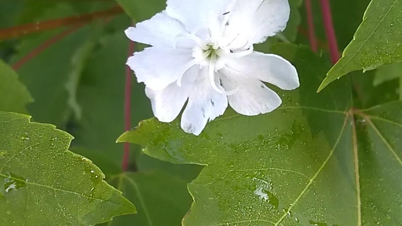 White Campion