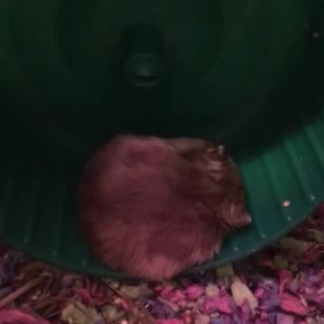 hamster sleeping on wheel