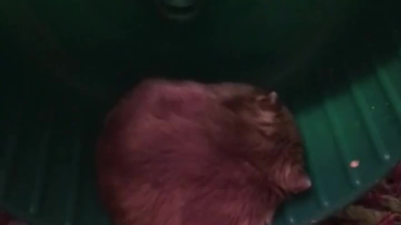 hamster sleeping on wheel