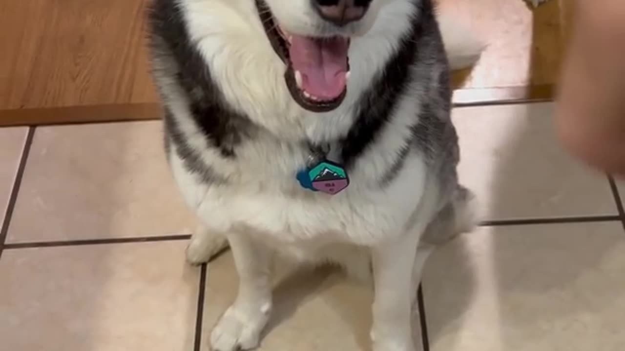 Teach Your Dog To SAKE In 60 Second !!!