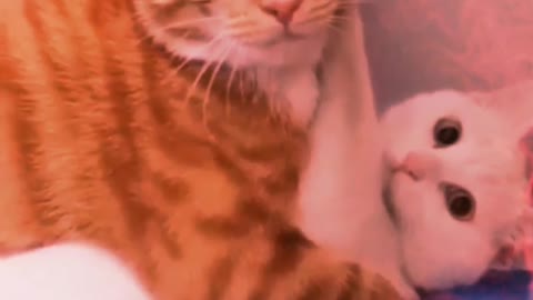 Viral story love poor cat