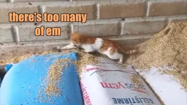 Funny Video "Cat need backup"