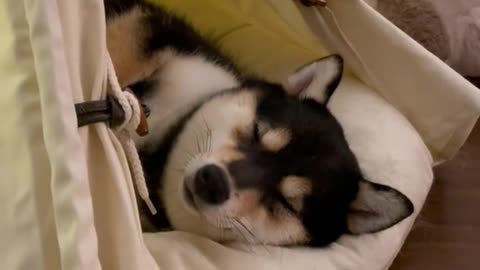 Dog 🐶 Asmr Video ❤️