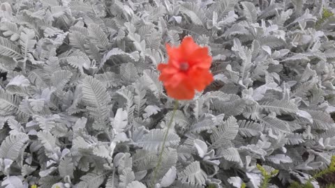 Scarlet Flower