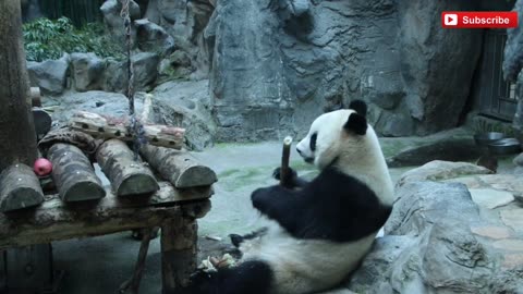 Four pandas that are leaving for China are bid farewell by Japan.