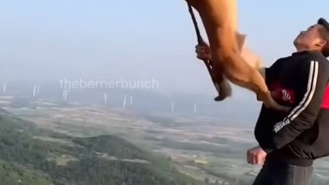 Funny dog