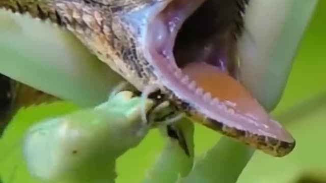 Big Praying Mentis 🦗 VS Big Lizard 🦎 #shorts #hd #insects #big #wild #forest