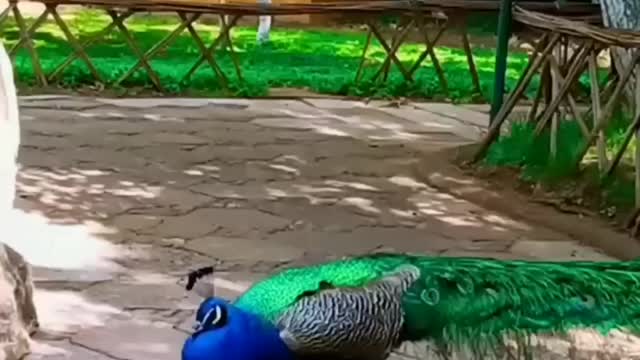 Peacock showing wings