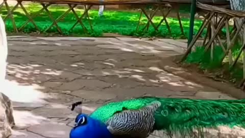 Peacock showing wings