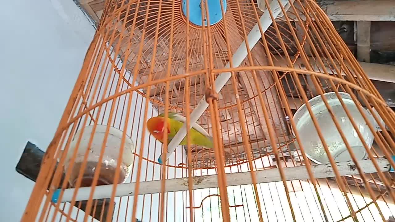 Birds don't want to sing | Lovebirds