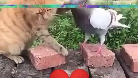 Hi