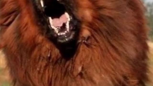 Angry dog 🐕