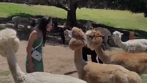 Funny animal Shorts