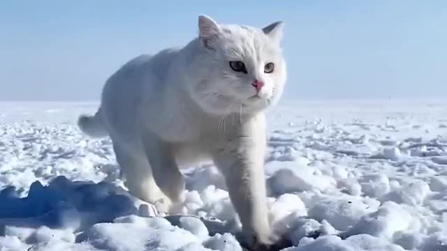 cute cat running on the snow