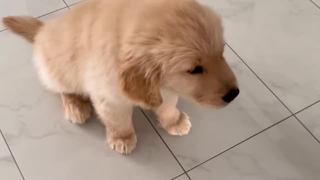 Puppy Doing Tricks!