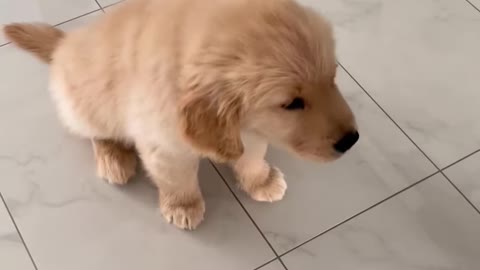 Puppy Doing Tricks!