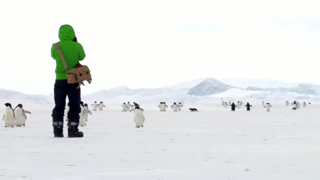 How to photograph penguins📸🐧