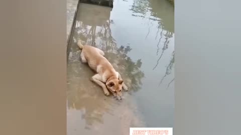 funny pets videos 2024!!!