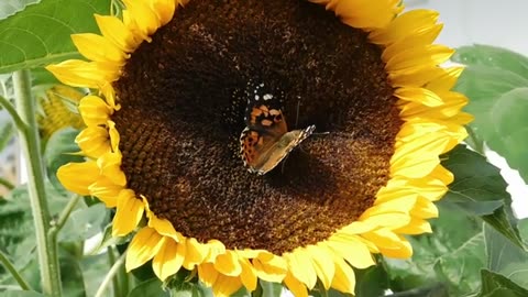¡MARY, LA MARIPOSA VIAJERA! CUENTOS INFANTILES