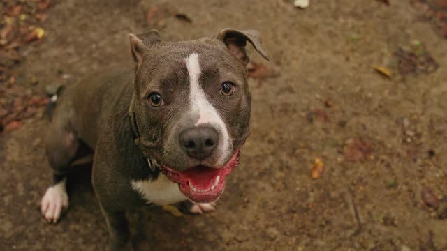 A dog jokes and plays with his friend, an obedient dog