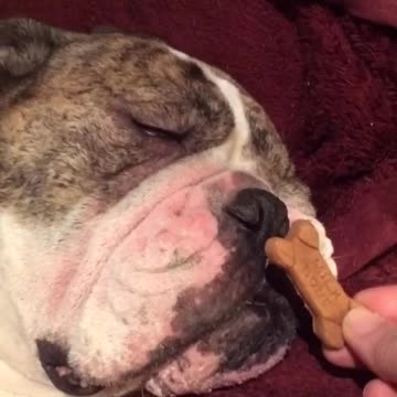 Sleeping bulldog smells treat, dreams he's chewing it!