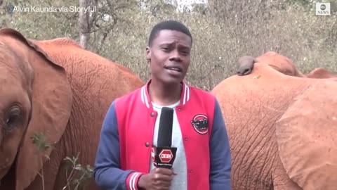 Baby elephant interrupts reporter's piece to camera