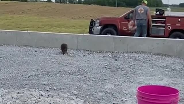 Baby raccoon becomes lifelong buddies with a guy - super cute