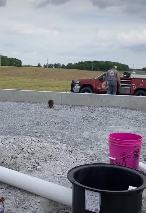 Baby raccoon becomes lifelong buddies with a guy - super cute