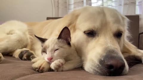 Golden Retriever uses a Kitten as a pillow!