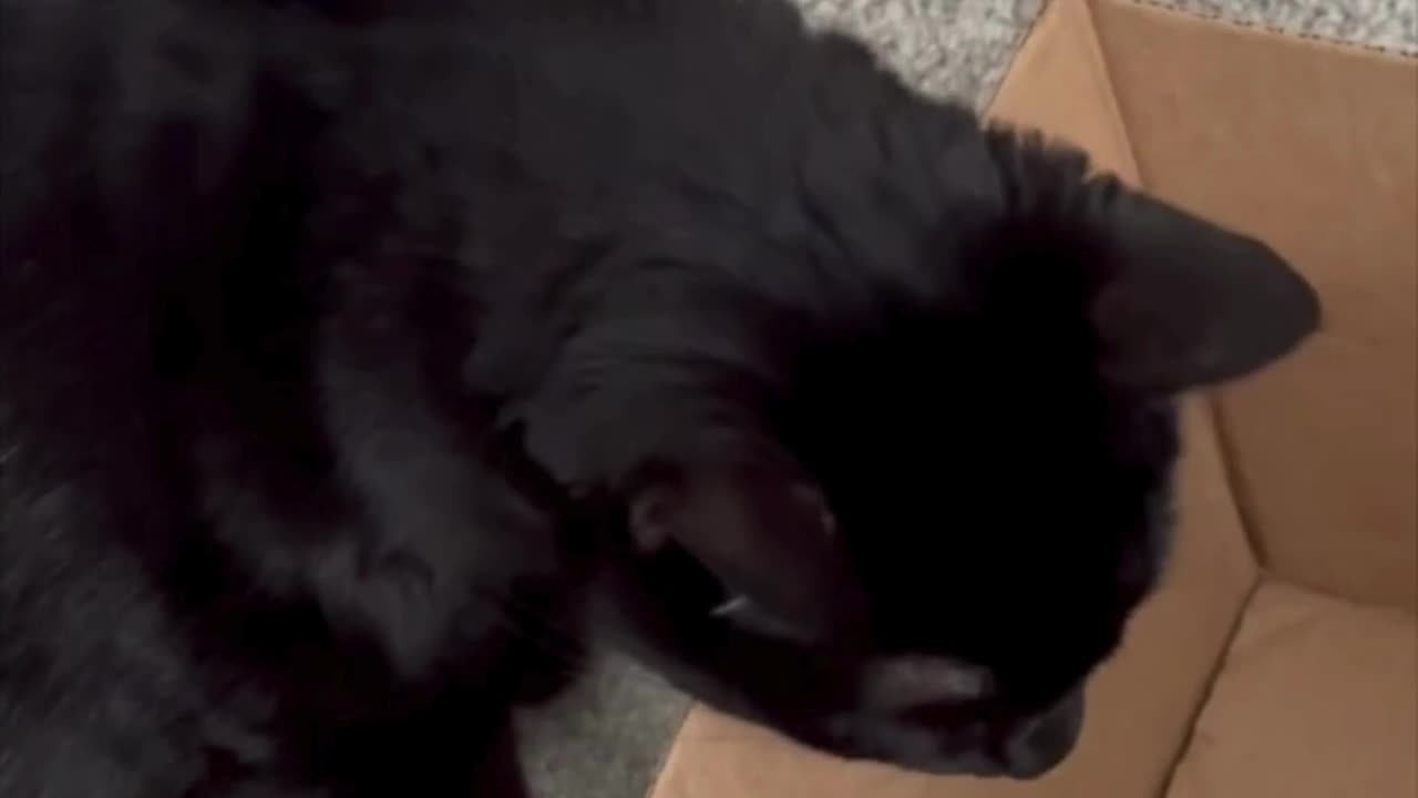 Adopting a Cat from a Shelter Vlog - Cute Precious Piper Does Another Box Inspection #shorts