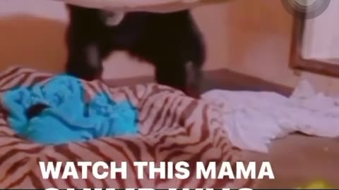 MOMMA CHIMP THINKS BABY IS DEAD